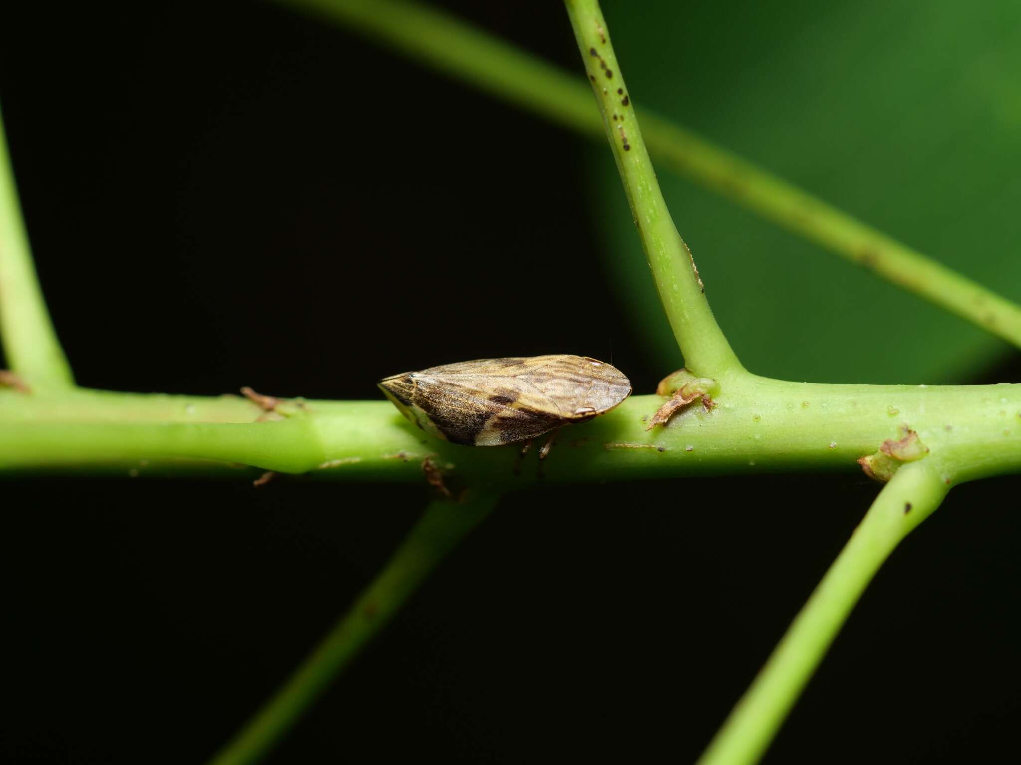 Image of Clovia conifera (Walker 1851)