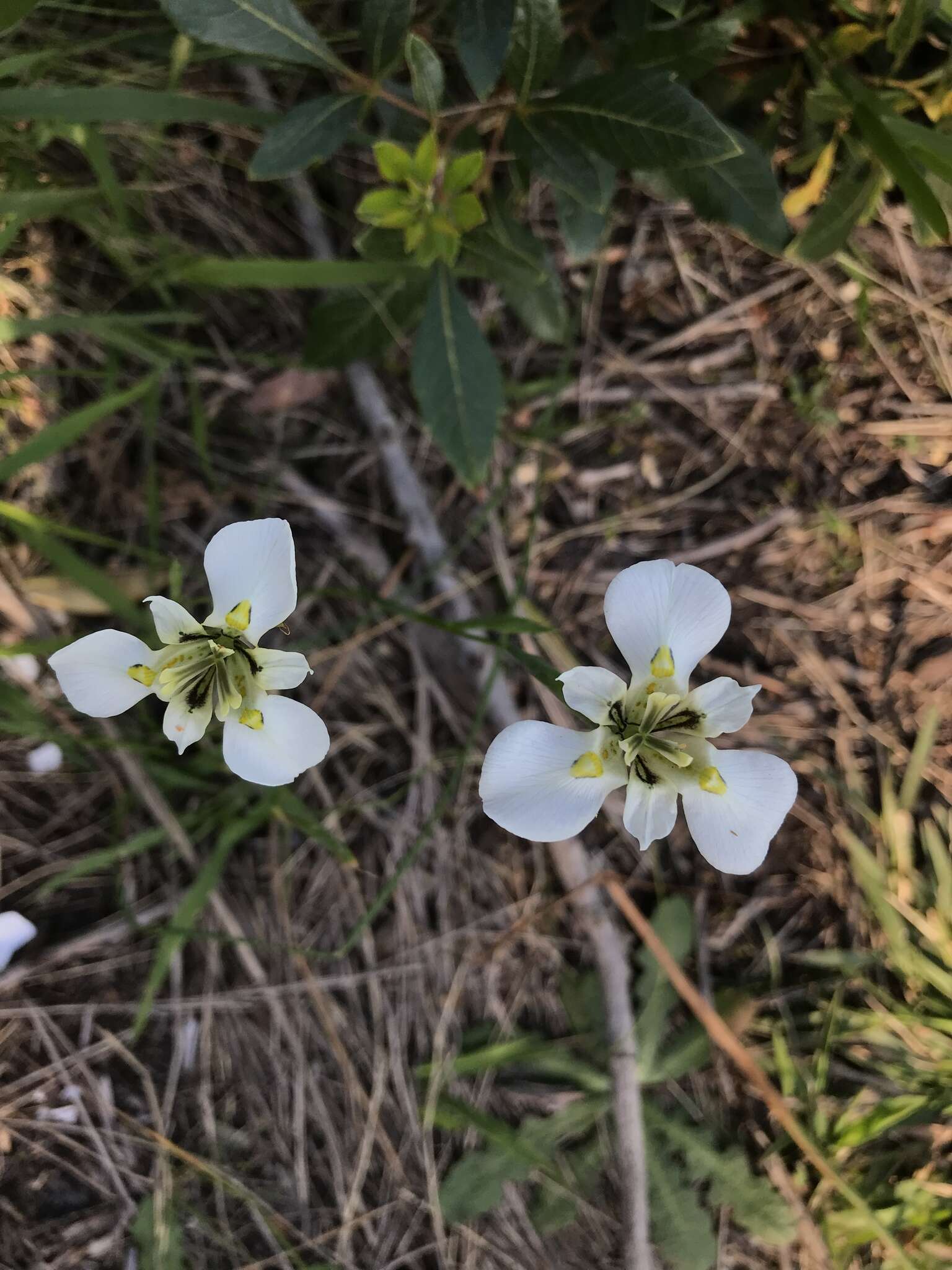 Image of Moraea cantharophila Goldblatt & J. C. Manning