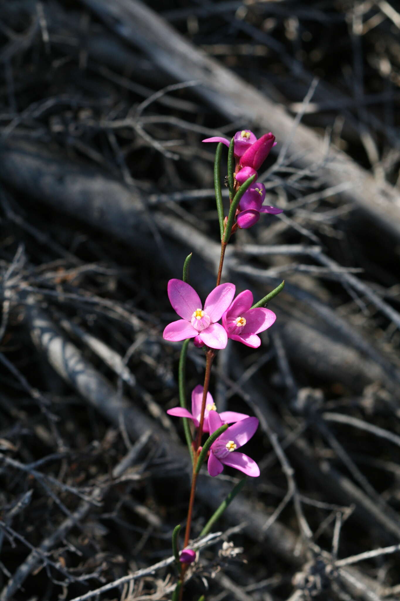 Image de Boronia nematophylla F. Müll.