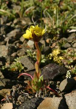 Image of whiplash saxifrage