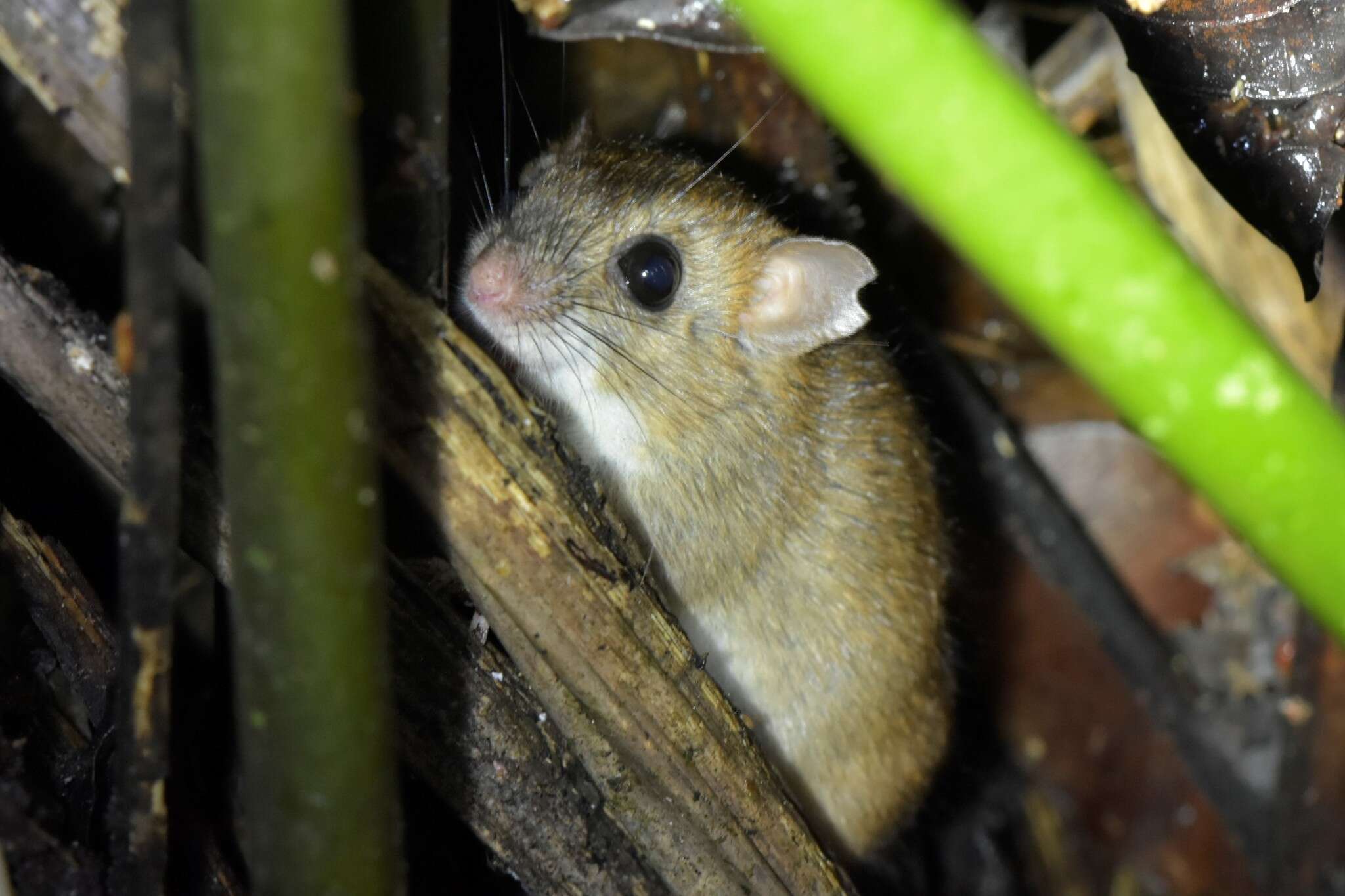 Image of Bicolored Arboreal Rice Rat