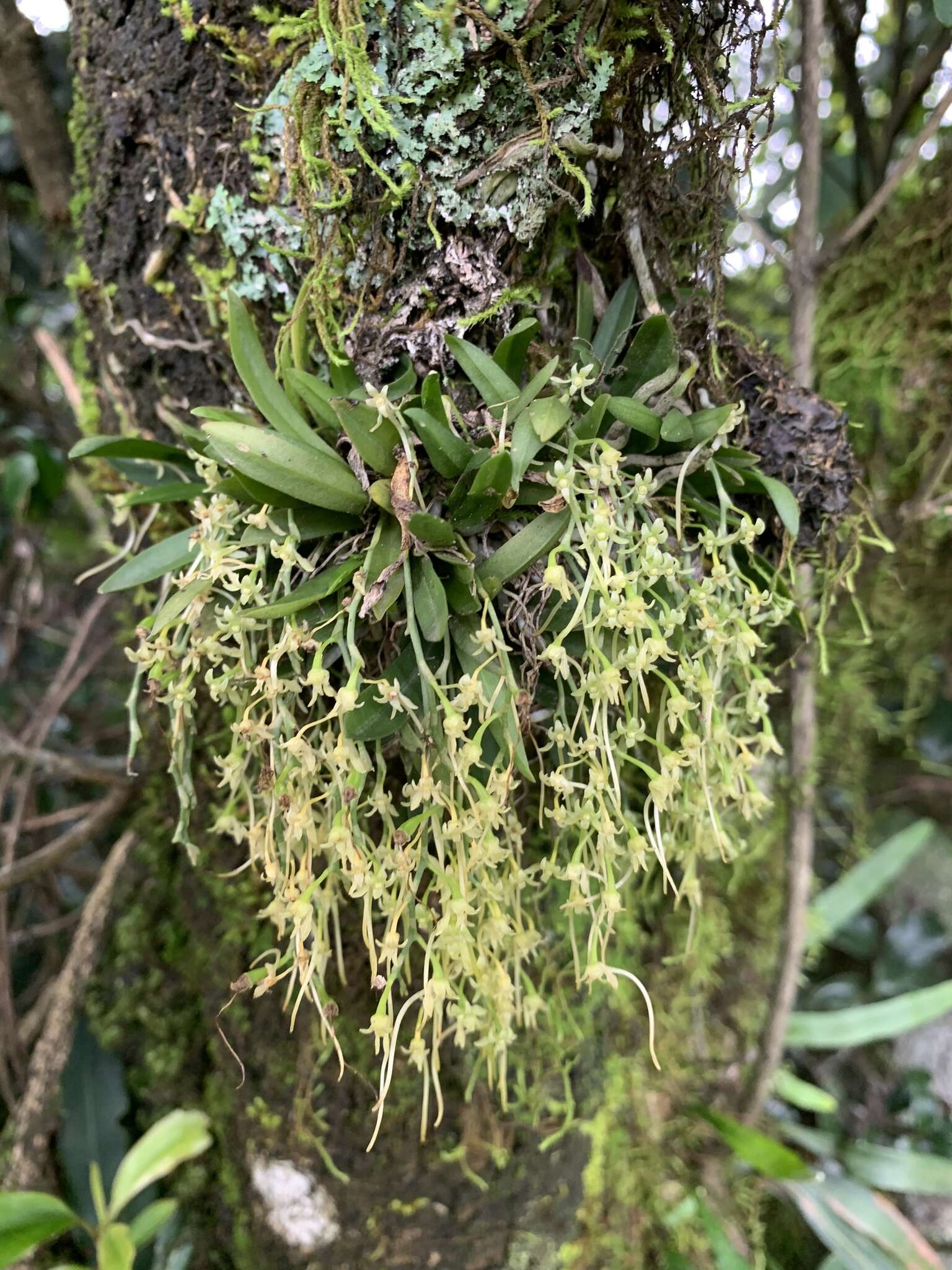 Image of Mystacidium flanaganii (Bolus) Bolus