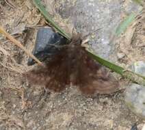 Image of Wild Indigo Duskywing