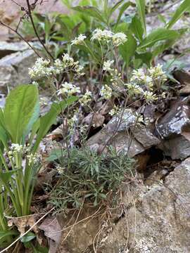 Image of branched draba
