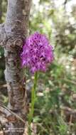 Image of Anacamptis pyramidalis var. pyramidalis