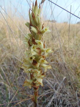 Image of Michoacán lady orchid