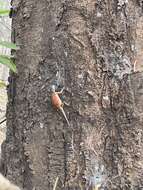 Image of Mozambique Agama