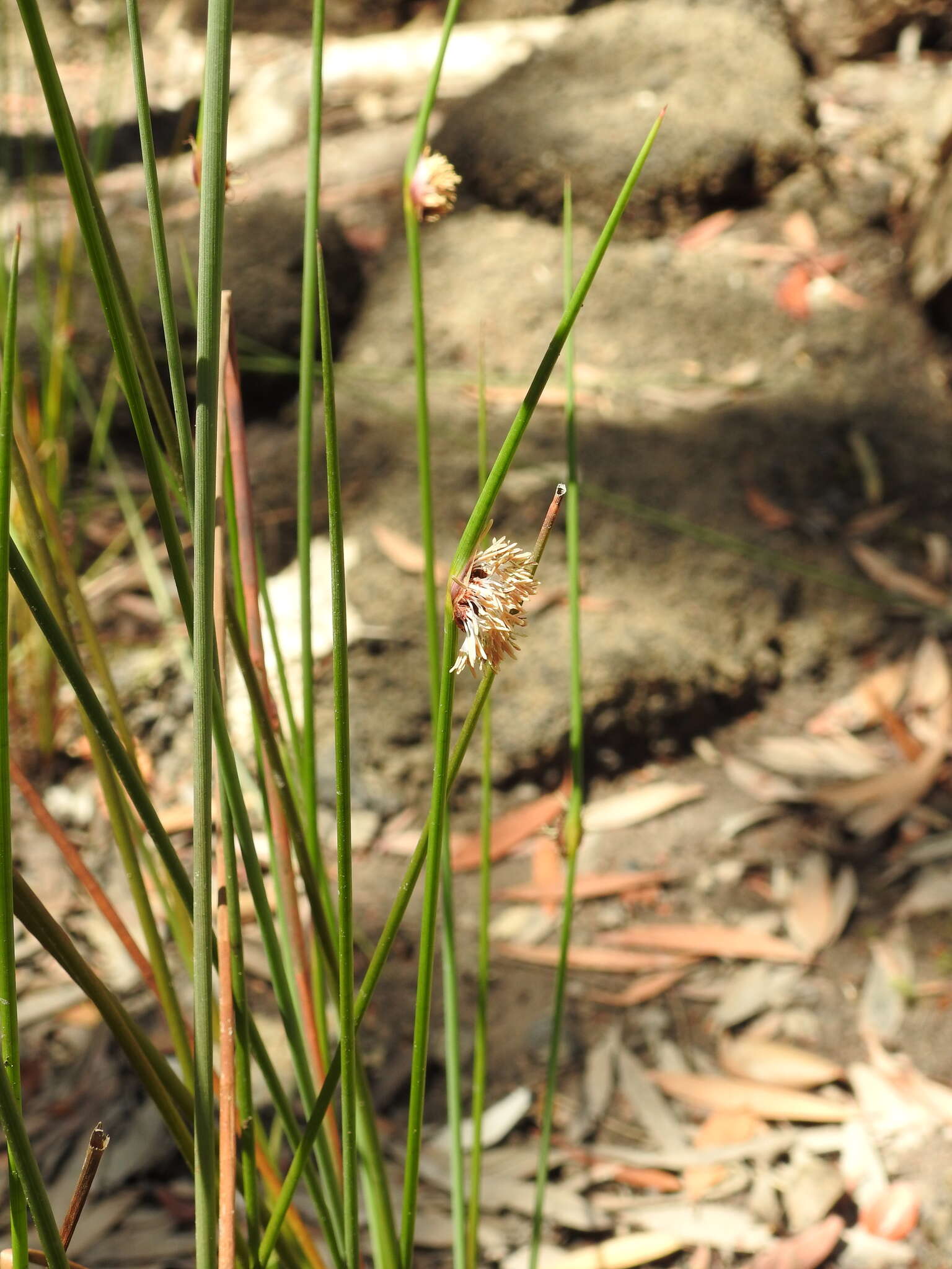 Image of Chorizandra cymbaria R. Br.