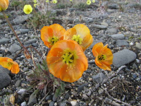 Image of Papaver schamurinii V. V. Petrovskii