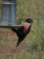 Image of Lewis's Woodpecker