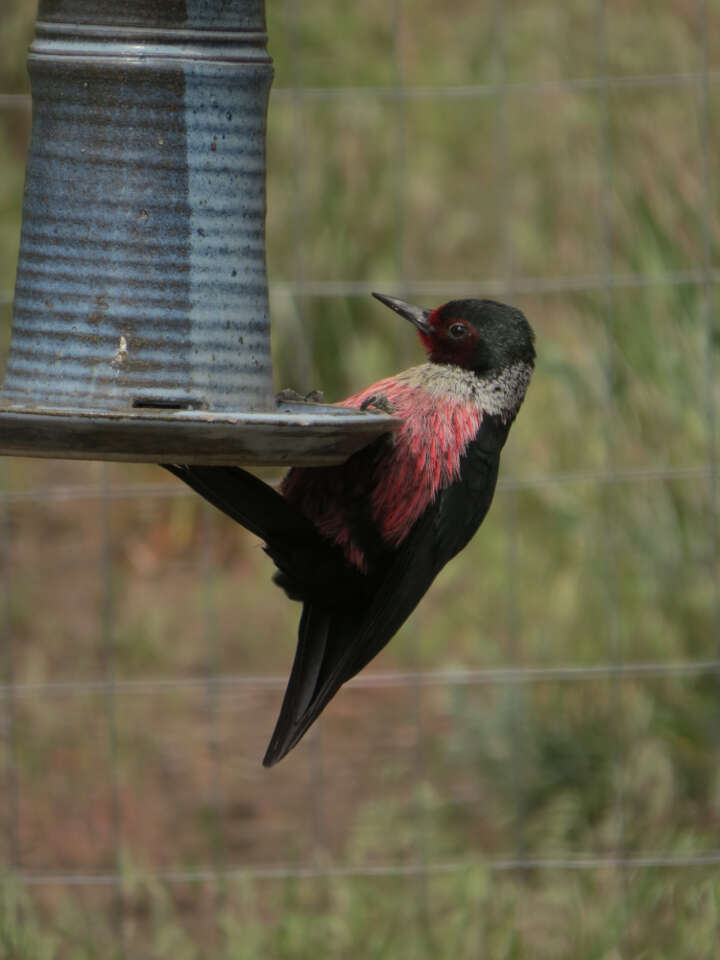 Image of Lewis's Woodpecker