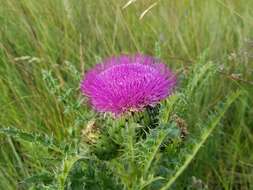 Plancia ëd Cirsium drummondii Torr. & A. Gray