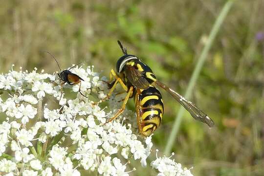 Image of Chrysotoxum octomaculatum Curtis 1837