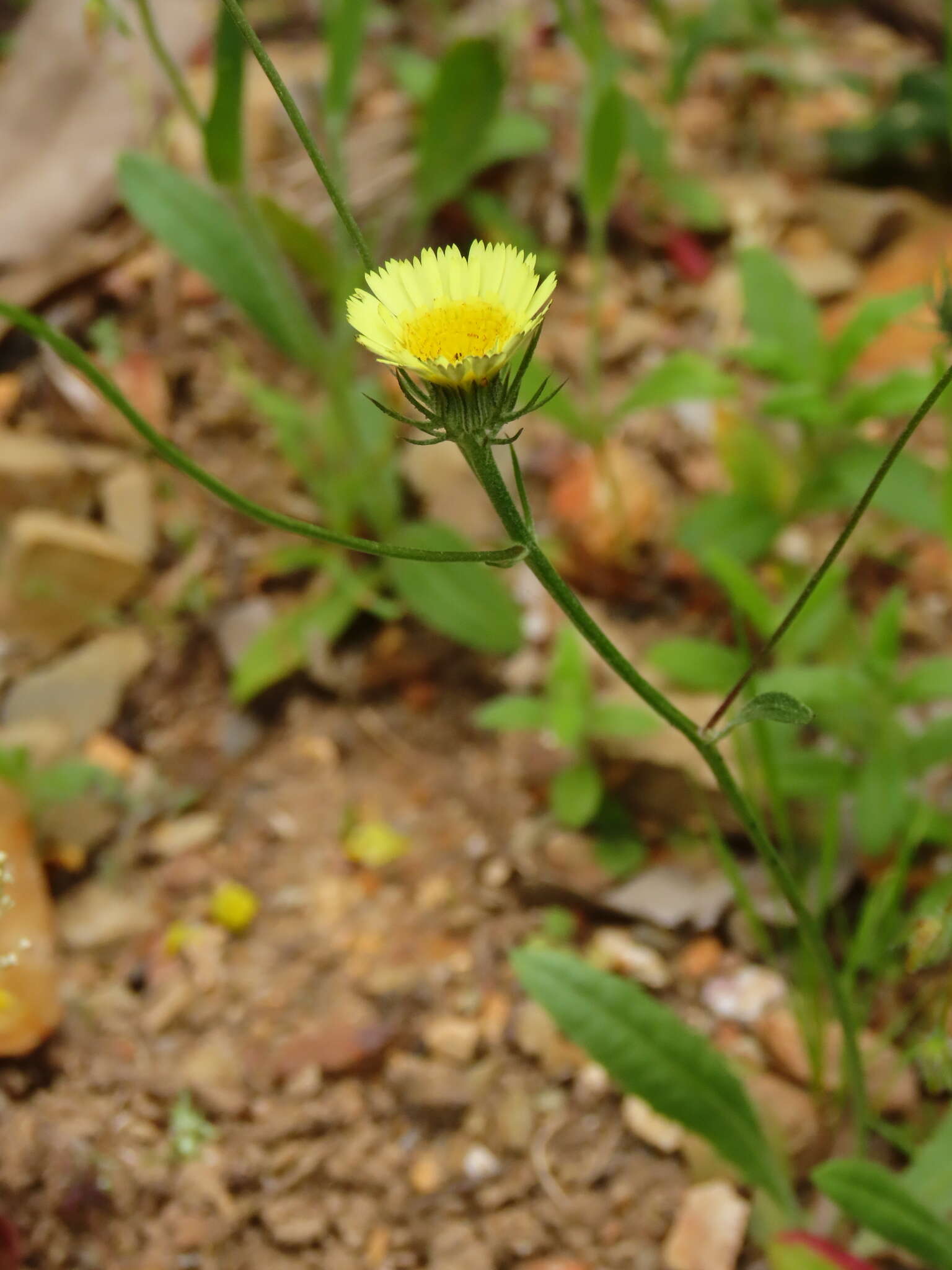 Imagem de Tolpis umbellata Bert.