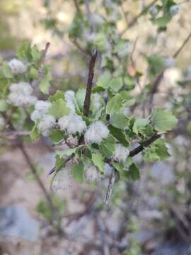 Image of Condea laniflora (Benth.) Harley & J. F. B. Pastore