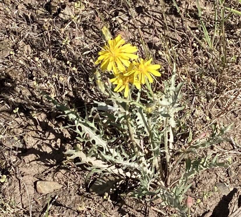 Crepis modocensis Greene resmi