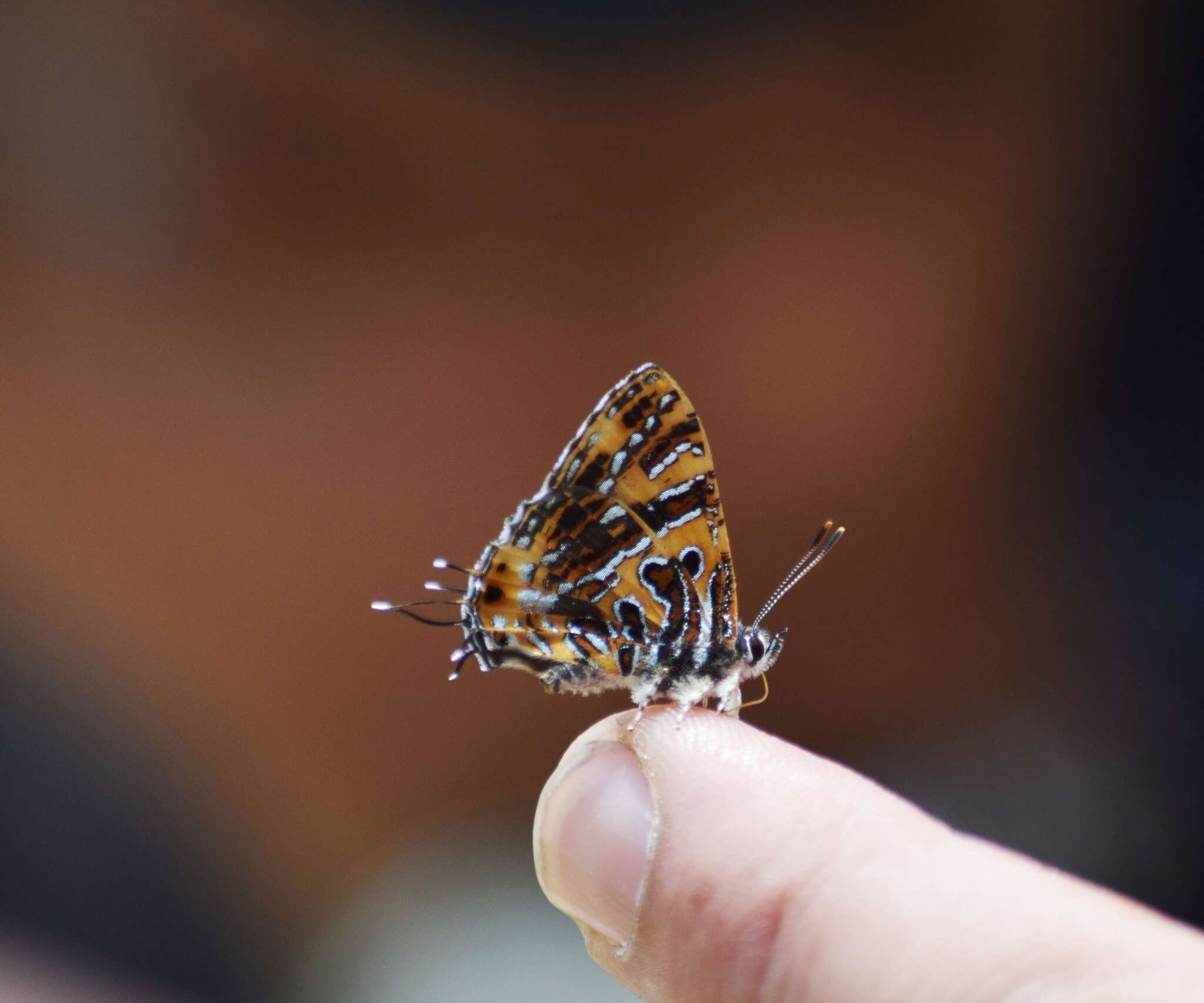 Sivun Catapaecilma subochrea kuva