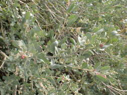 Image of saltbush