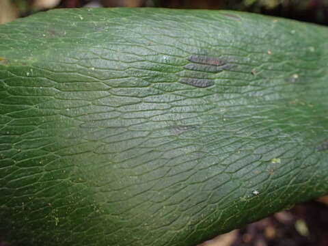 Image of Antrophyopsis boryana (Willd.) Schuettp.