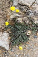 Image de Leontodon hyoseroides subsp. pseudocrispus (Bisch.) Greuter