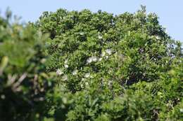 Image of Bush Maerua