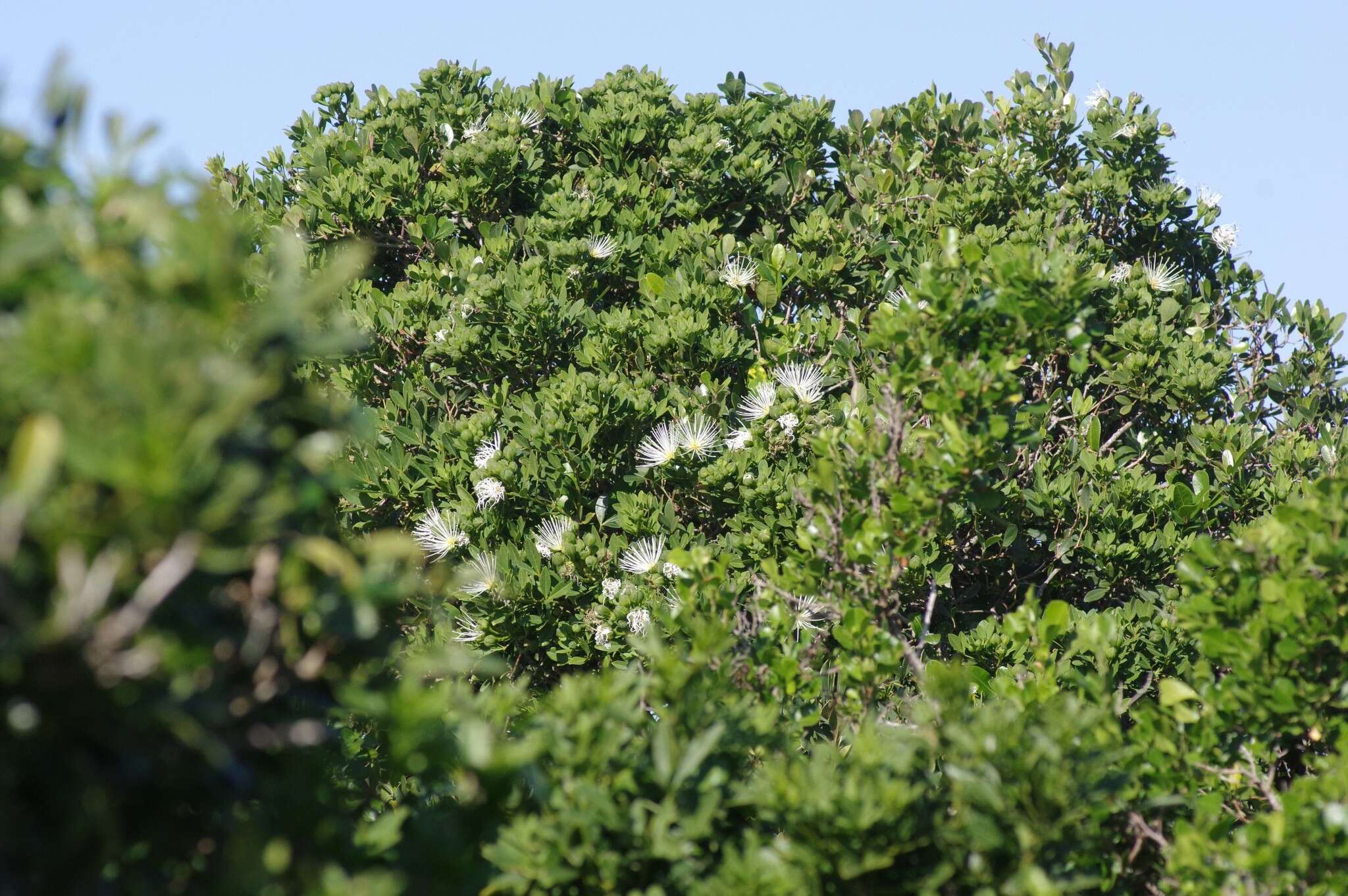 Image of Bush Maerua