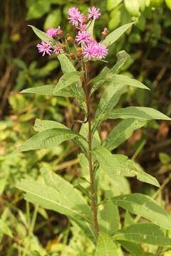 Vernonia gigantea (Walt.) Trel. ex Branner & Coville resmi