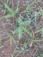 Image of Tephrosia lupinifolia DC.