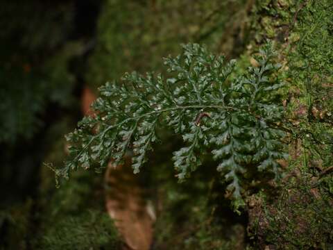 Image of Killarney fern