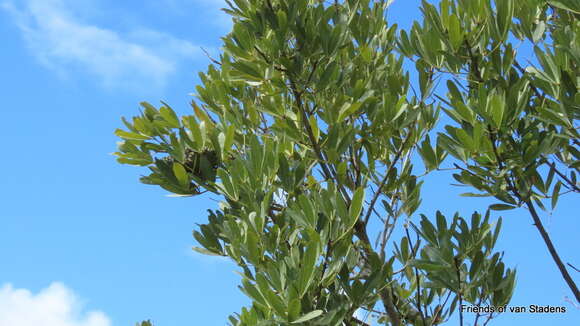 Image of Cape star-chestnut