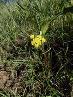 Image of common lomatium