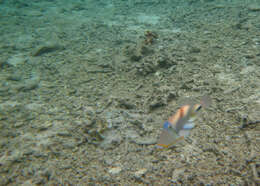 Image of Lagoon triggerfish