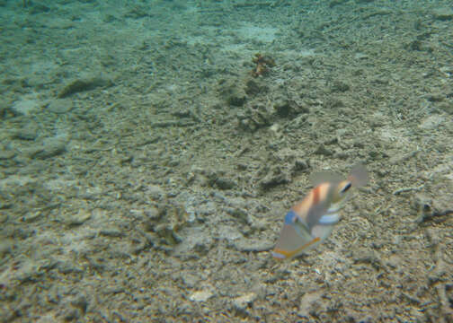 Image of Lagoon triggerfish