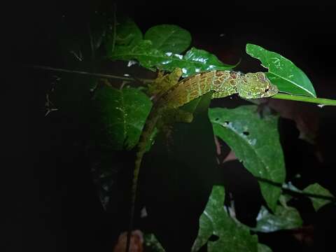 Image of First Anole