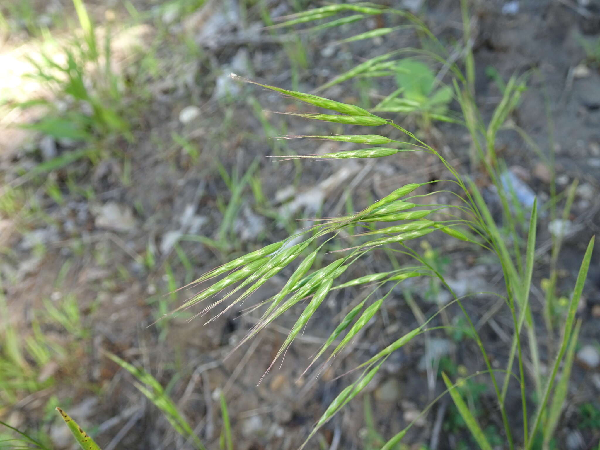 Image of arctic brome