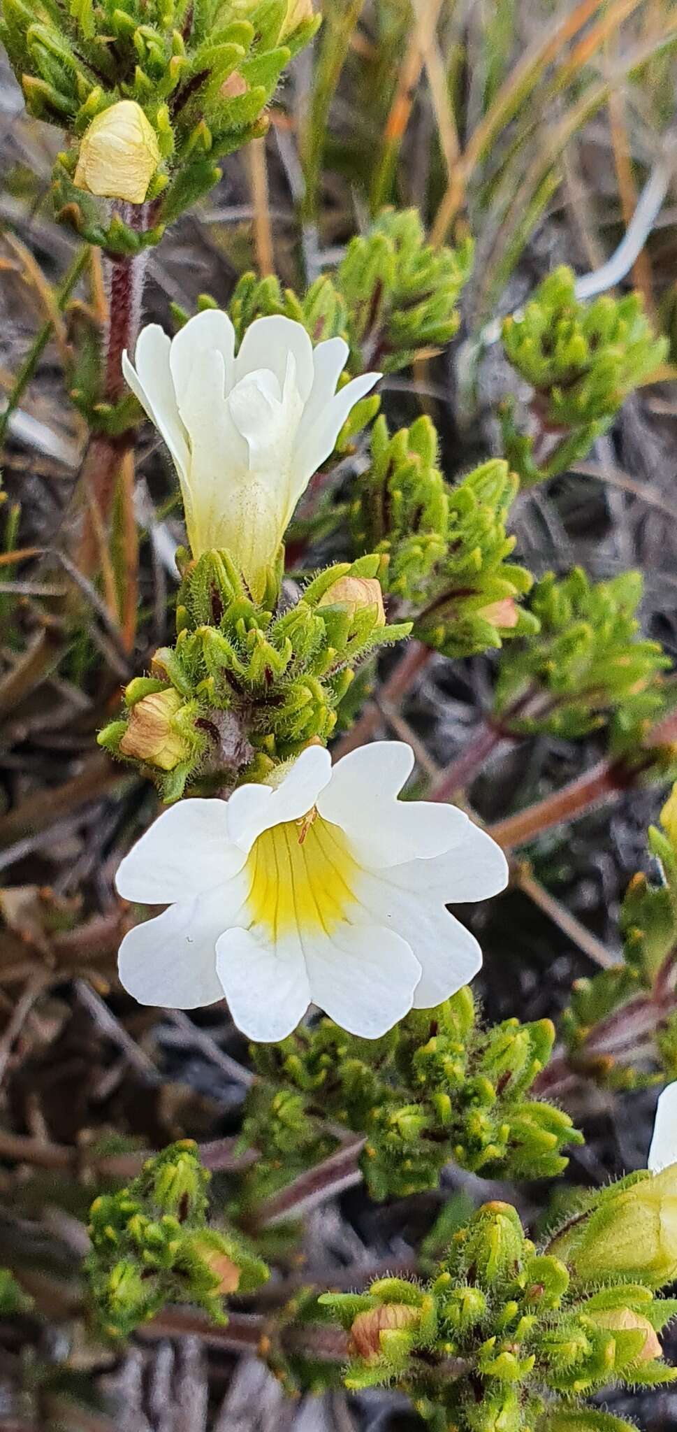 Imagem de Euphrasia townsonii Petrie