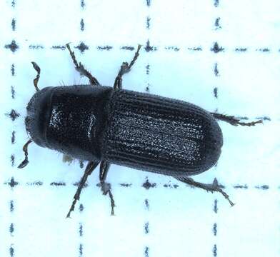 Image of Southern Pine Beetle