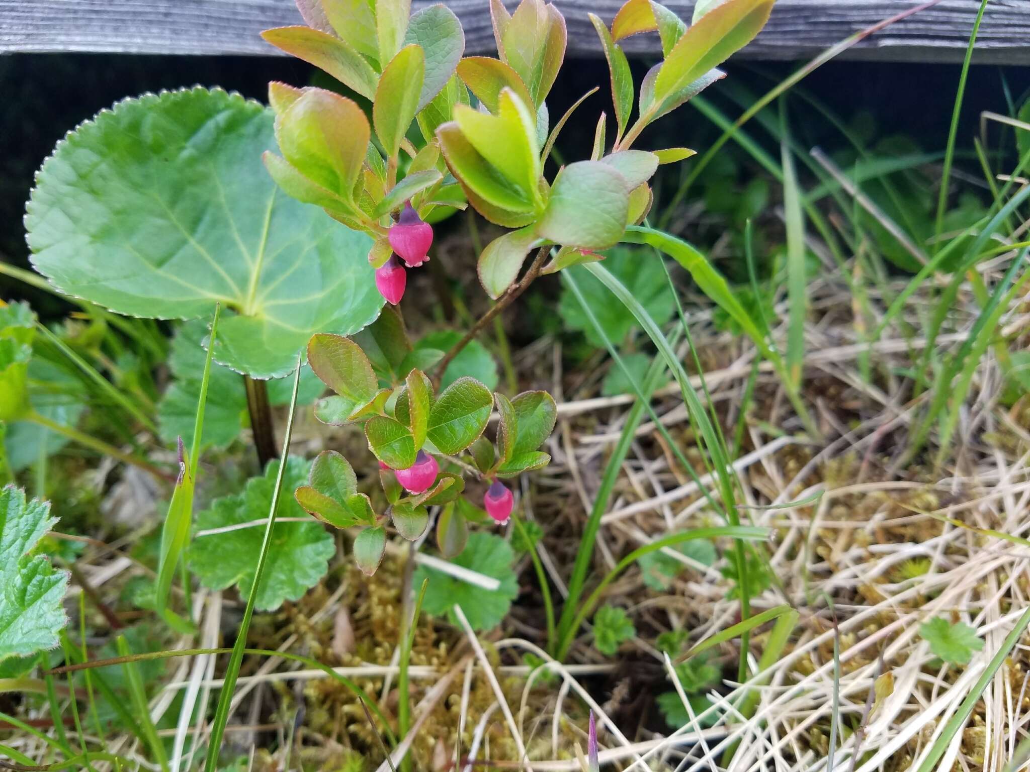 Image of dwarf bilberry