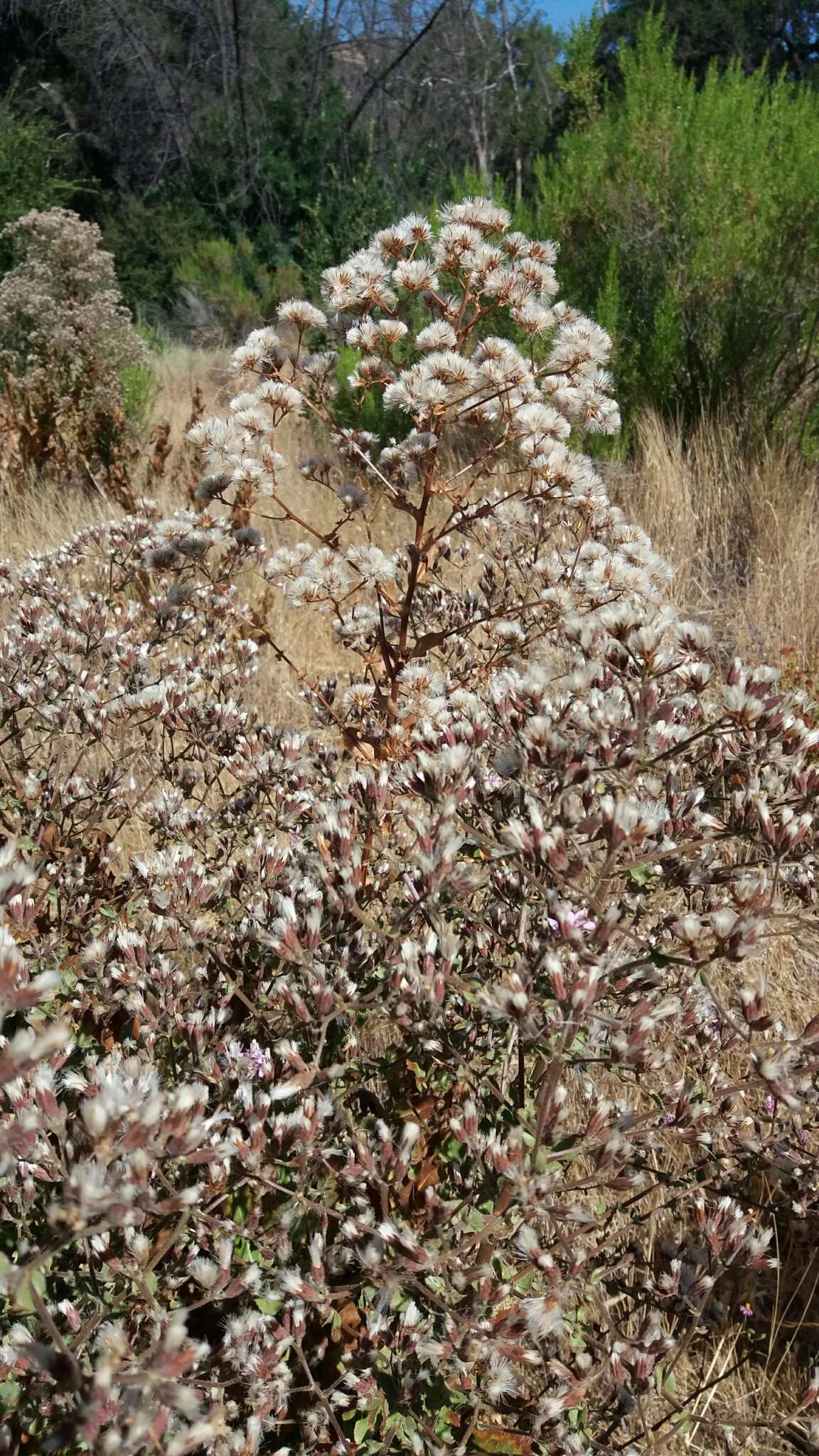 Sivun Acourtia microcephala DC. kuva