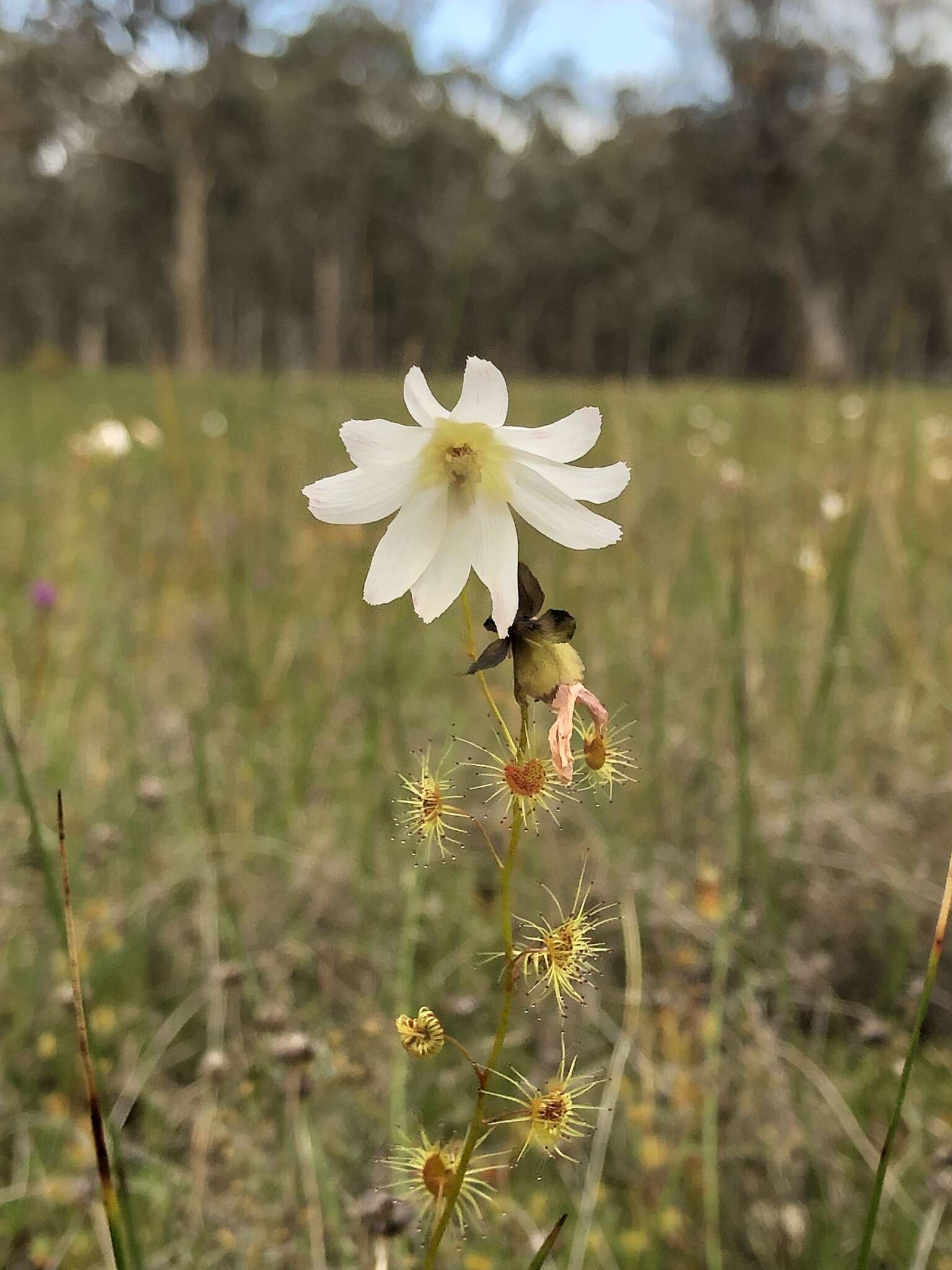 Image of Drosera heterophylla Lindl.