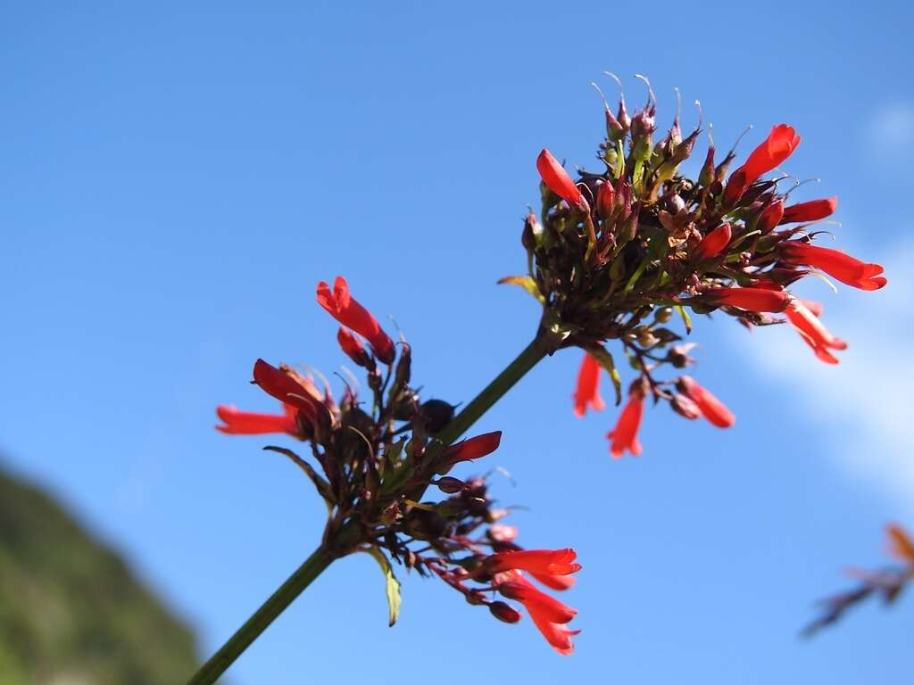 Russelia verticillata Kunth resmi