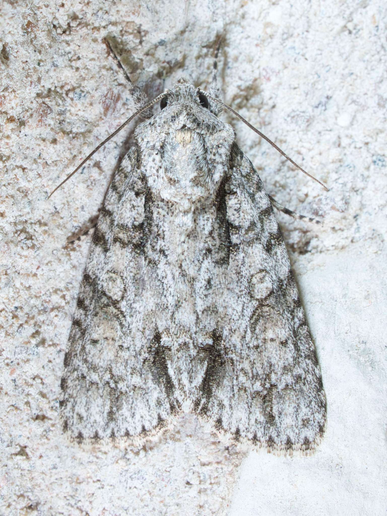 Image of Clear Dagger Moth