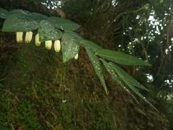 Image of Polygonatum arisanense Hayata