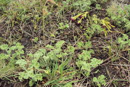 Image of Pelargonium sidoides DC.