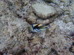 Image of Lagoon triggerfish