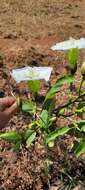 Plancia ëd Ipomoea pauciflora subsp. pauciflora