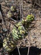 Image of Tephrocactus aoracanthus (Lem.) Lem.