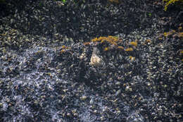 Image of Peruvian Seaside Cinclodes