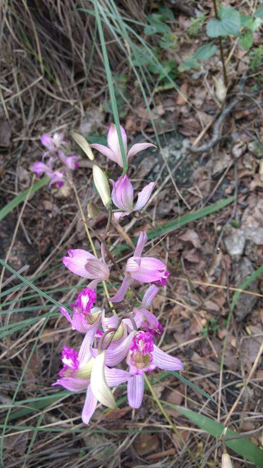 Image of Bletia neglecta Sosa