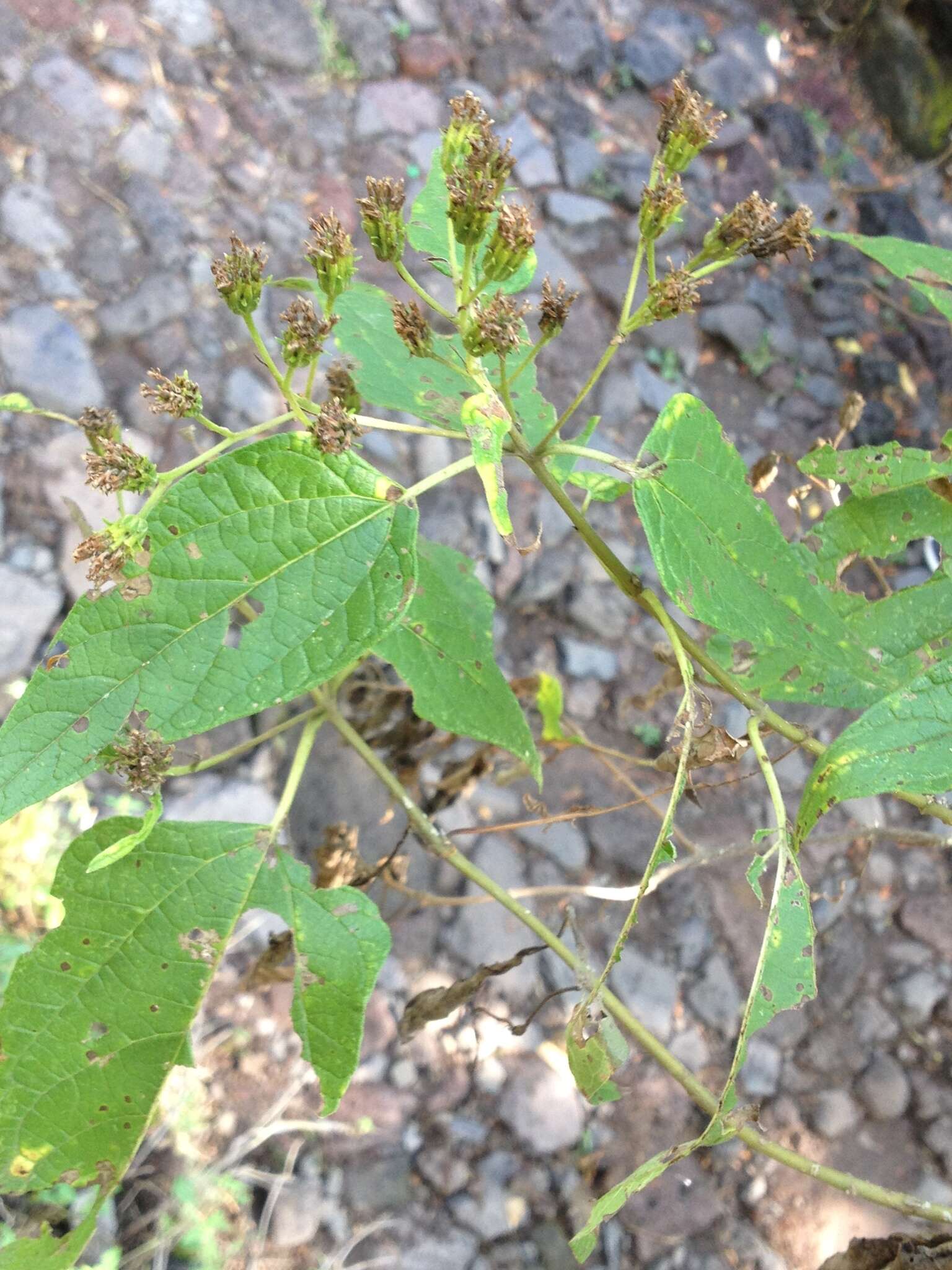 Image of Dendroviguiera quinqueradiata (Cav.) E. E. Schill. & Panero